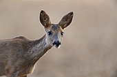 Roe Deer (Capreolus capreolus), portrait of young roe deer, Haut de France, France