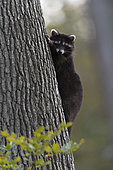 Racoon (Procyon lotor), young racoon climbing a tree in Forest of Compiègne, Haut de France, France