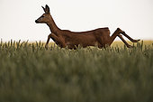 Roe Deer (Capreolus capreolus), female roe deer jumping over wheat field, Haut de France, France