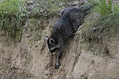 Racoon (Procyon lotor), young racoon going down into a ditch in forest of Compiègne, Haut de France, France