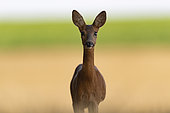 Roe Deer (Capreolus capreolus), female roe deer, Compiegne's Forest, Haut de France, France