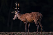 Red Deer (Cervus Elaphus), male, Compiegne's Forest, Haut de France, France