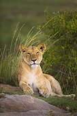 Lioness (Panthera leo) lying, Masai Mara National Reserve, Kenya, Africa