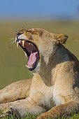 Lioness (Panthera leo) yawning, fly infestation, Masai Mara National Reserve, Kenya, Africa