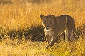 Lioness (Panthera leo) in tall grass, Masai Mara National Reserve, Kenya, Africa