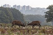 Red deer (Cervus elaphus) stag fighting amongst bracken