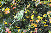 Ring-necked parakeet (Psittacula krameri) perched in atree