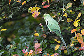 Ring-necked parakeet (Psittacula krameri) perched in a tree and feeding, England