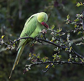Ring-necked parakeet (Psittacula krameri) feeding on Hawthorn berries, England