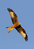Red kite (Milvus milvus) in flight, England
