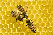 Three Carniolan honey bees (Apis mellifera carnica) on a honeycomb, Saxony, Germany, Europe