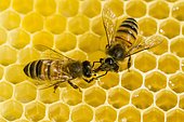 Two Carniolan honey bees (Apis mellifera carnica) on a honeycomb, Saxony, Germany, Europe