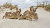 Wild rabbits (Oryctolagus cuniculus), beach dunes, Mecklenburg-Western Pomerania, Germany, Europe