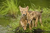 Coyote (Canis latrans), three pups at water, captive, Minnesota, USA, North America