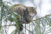 Wildcat (Felis silvestris) in the tree, Bavarian Forest National Park, Bavaria, Germany, Europe