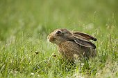 European hare (Lepus europaeus), sitting in a meadow, Germany, Europe