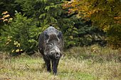 Wild boar (Sus scrofa) in forest, Germany, Europe