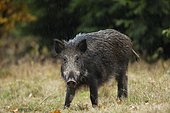 Wild boar (Sus scrofa) at rain, Germany, Europe
