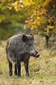 Wild boar (Sus scrofa) in autumn, Germany, Europe