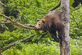 European Brown bear (Ursus arctos) hangs in a tree, Bavarian Forest National Park, Bavaria, Germany, Europe