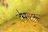 German wasp (Vespula germanica) on a pear, Germany, Europe