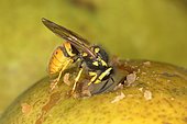 German wasp (Vespula germanica) eating on a pear, Germany, Europe