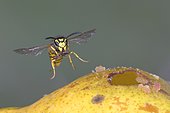 German wasp (Vespula germanica) flies on a pear, Germany, Europe
