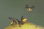 German wasps (Vespula germanica) eat a pear, Germany, Europe