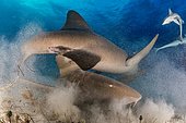 Requin nourrice (Ginglymostomatidae), accouplement tumultueux sur le fond sableux, Bahamas