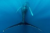 Humpback whale (Megaptera novaeangliae), from behind, symmetrical, with fluke, Silver Banks, Dominican Republic, Central America