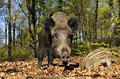 Wild boar (Sus scrofa), sow with young boar in spring forest, captive, North Rhine-Westphalia, Germany, Europe