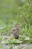 European rabbit (Oryctolagus cuniculus), juvenile, Norderney, East Frisian Islands, Lower Saxony, Germany, Europe