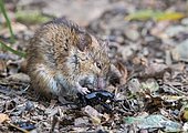 Striped field mouse (Apodemus agrarius), eats a beetle, Neudau, Burgenland, Austria, Europe