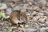Striped field mouse (Apodemus agrarius), eating, Neudau, Burgenland, Austria, Europe