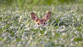European roe deer (Capreolus capreolus), female, hidden in field, animal portrait, Limbach, Burgenland, Austria, Europe