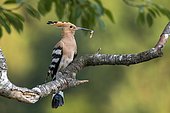 Hoopoe (Upupa epops) sits on a branch, has food in his beak, Tyrol, Austria, Europe