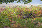 Red Deer (Cervus elaphus) belowing in ferns, Richmond Park, London, England