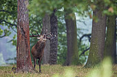 Red Deer (Cervus elaphus) belowing, Richmond Park, London, England