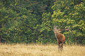 Red Deer (Cervus elaphus) bellowing, Richmond Park, London, England