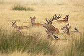 Red Deer (Cervus elaphus) stag surrounded by his hinds, with Jackdaws (Coloeus monedula), Richmond Park, London, England