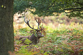 Red Deer (Cervus elaphus) in ferns, Richmond Park, London, England