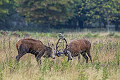 Red Deer (Cervus elaphus) stags fighting, Bushy Park, London, England