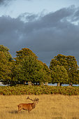 Red Deer (Cervus elaphus) belowing, Richmond Park, London, England