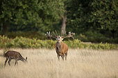 Red Deer (Cervus elaphus) belowing, Richmond Park, London, England