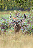 Red Deers (Cervus elaphus) in ferns, Richmond Park, London, England