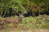 Red Deer (Cervus elaphus) belowing in ferns, Richmond Park, London, England
