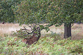 Red Deer (Cervus elaphus) lacerating the branches of a tree to deposit secretions from its drips, Richmond Park, London, England