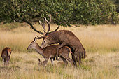 Red Deer (Cervus elaphus) mating, Richmond Park, London, England