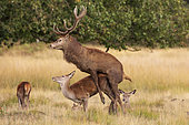 Red Deer (Cervus elaphus) mating, Richmond Park, London, England