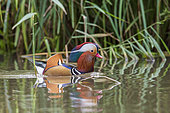 Mandarin Duck (Aix galericulata) male on a pond, Richmond Park, London, England